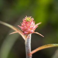 Suculentas, helechos y cactus para el hogas