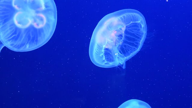 Aurelia Aurita, Moon Jellies floating underwater. Saucer Jelly, Jellyfish. 4K