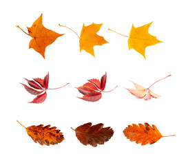 Autumn Leaf Set Isolated, Colored Autumn Tree Leaves, Red Orange Foliage, Fall Leaf on White Background