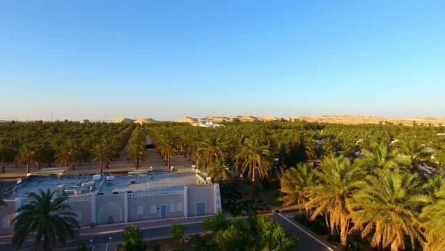 drone shot of a palm grove with sand dunes in the background