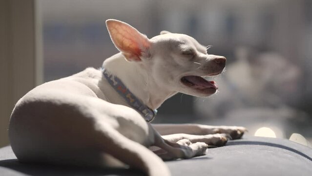 White Chihuahua Dog with Big Ears Sunbathing on a Sunny Day - close up of dog smiling and panting dehydrated breathing heavy