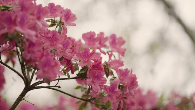 Pink Azalea Flowers Bloom in Charleston South Carolina - close up