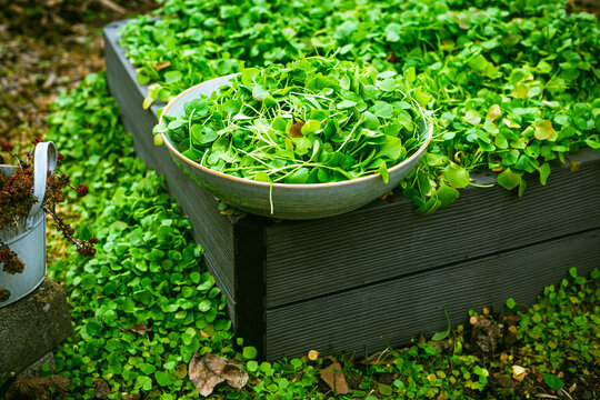 Harvesting winter purslane - bushes of indian lettuce plants in a garden