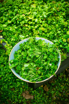 Harvesting winter purslane - bushes of indian lettuce plants in a garden