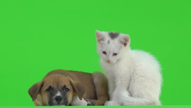 brown puppy and white kitten sleep on a green screen and then wake up. slow motion
