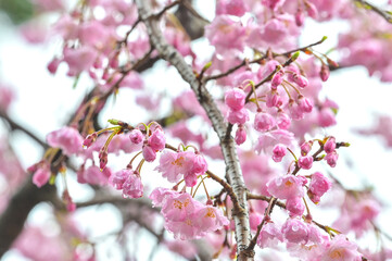 雨に濡れた桜