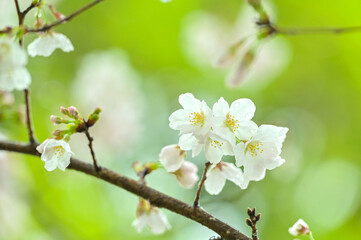 雨に濡れた桜