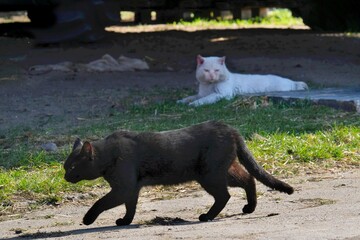 Walking black cat in foreground and lying white cat in background in the yard in the countryside