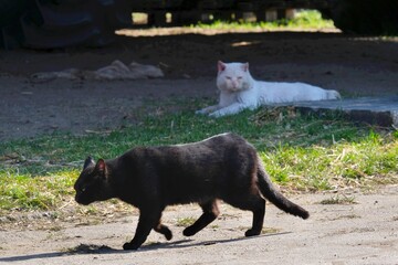 Walking black cat in foreground and lying white cat in background in the yard in the countryside