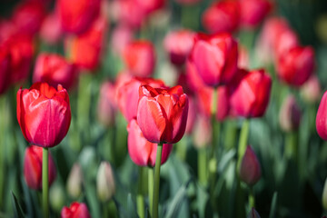 Fototapeta premium 春の柔らかな日差しを浴びて、美しく輝くチューリップの咲き誇る風景