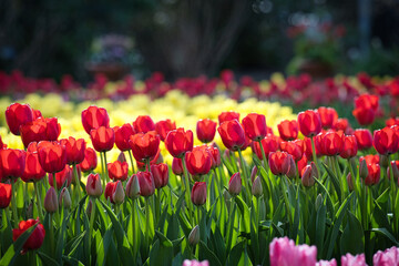 春の柔らかな日差しを浴びて、美しく輝くチューリップの咲き誇る風景
