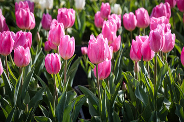 春の柔らかな日差しを浴びて、美しく輝くチューリップの咲き誇る風景
