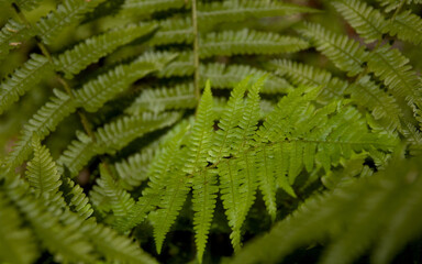 Fern in a forest, Undergrowth, green fern on clearing with light in the forest, ground vegetation.