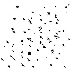 A flock of flying birds. Free birds. Vector illustration