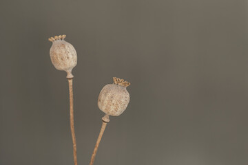 Poppy stems over neutral grey wall. Minimal styled still life floral composition with copy space