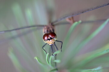 羽を休めるトンボ