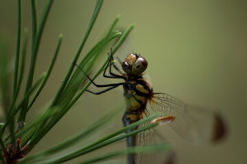 羽を休めるトンボ