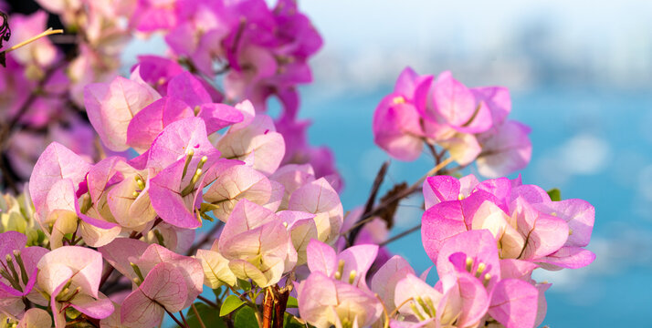 Flowers background. Beautiful nature scene with blooming flowers in sun flare. Blooming flowers festive background. pink flowers on blue sea background