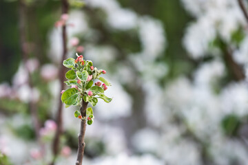 White flowers bloom in the trees. Beautiful blooming garden on a sunny day