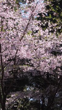 揺れる満開の桜のの縦動画