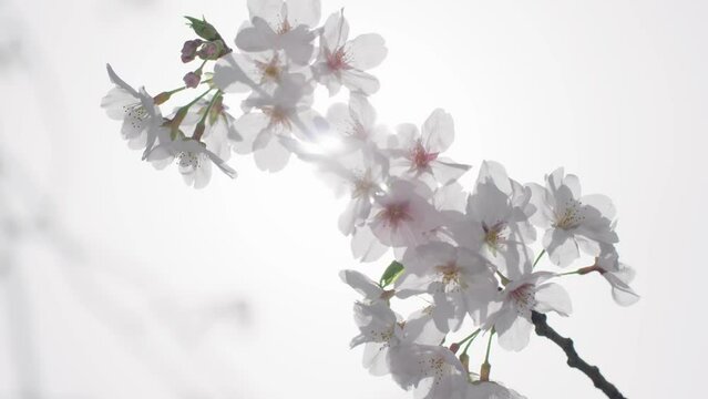 晴れの日に当たる満開の桜の花びらアップ、マクロ撮影　入学・入社・卒業・春のイメージ