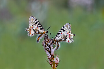 Forest Scalloped butterfly (Zerynthia cerisyi) on a plant