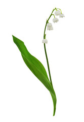 Lily of the valley flowers isolated on white or transparent background - obrazy, fototapety, plakaty