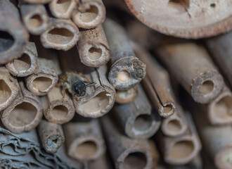 Solitary bee in the bug house in the garden - 586086130