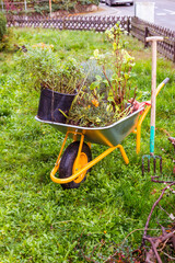 Metal garden cart filled with plants, lavender for planting with garden tool