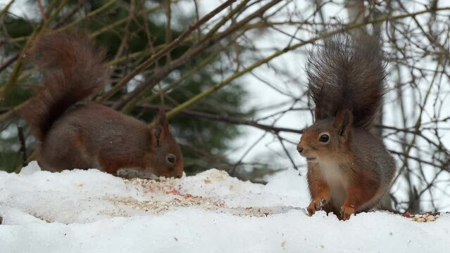 red squirrel pair on ground feed chew sciurus vulgaris winter scene natural world norway
