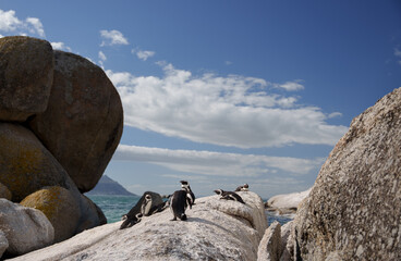 penguins at boulders beach