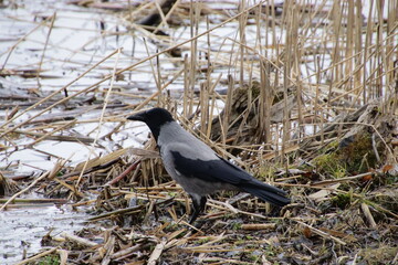 blackbird on a branch