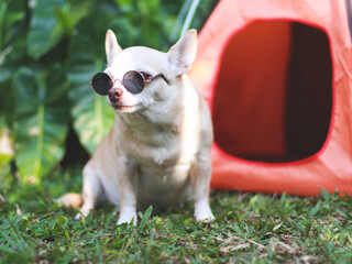 brown short hair Chihuahua dog wearing sunglasses  sitting in front of orange camping tent on green grass,  outdoor, looking sideway at camera. Pet travel concept.