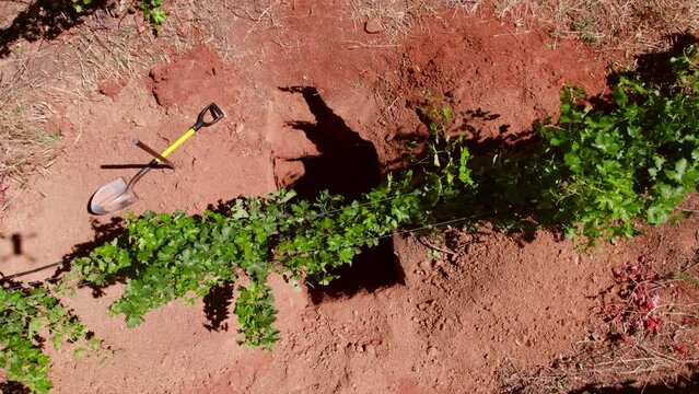 Aerial rotating shot of a freshly dug calicata testing the ground within the vineyards in Maule Valley
