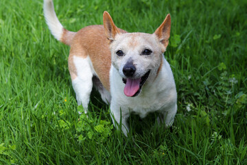 Jack Russell terrier dog in the garden, small doggie photography