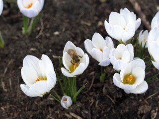 white crocus flowers and bee