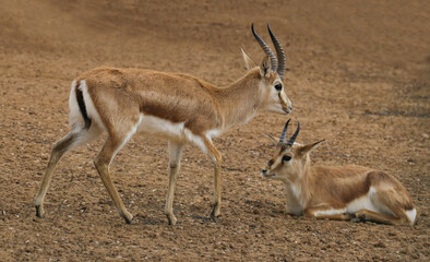 Naklejka na ściany i meble Goitered gazelle (Gazella subgutturosa) lives in Şanlıurfa on national parks in Turkey.