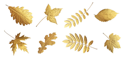 Autumn concept, fall background. Golden flying autumn leaves of different shapes isolated on white background. With clipping path. Minimal floral design, autumn leaf Mockup, nature layout