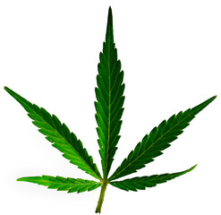 cannabis green marijuana leaf isolated on white background, weed leaves closeup, natural medical...