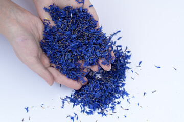 Piękne niebieskie kwiaty bławatek na dłoniach 