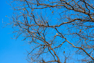 Branch and blue sky background.