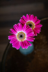 Flat lay view of the Angelic Pink Gerbera Jamesonii. Vertical, selective focus shot. 