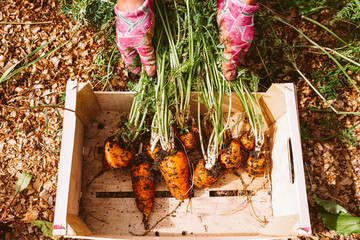 Organic carrots in wooden box. Fresh organic carrots in garden.