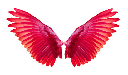 Fototapeta na wymiar red wings on transparent png