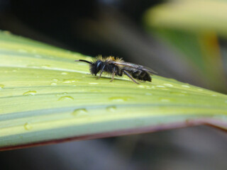 Male mining bee (Andrena sp.) resting on a wet green leaf