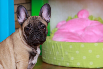 french bulldog puppy