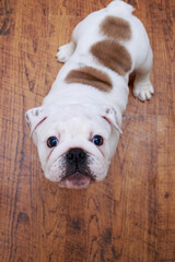 english bulldog puppy