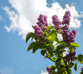 Blooming lilac branches in the park against the blue sky. Spring concept. Lilacs bloom beautifully in spring.