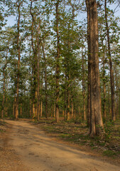 Fototapeta na wymiar Teak plantation of the government in moolamattam, Kerala