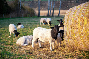 Doperschafe an einem Heuballen auf einer Wiese